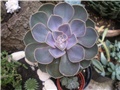 Echeveria perle von nurnberg